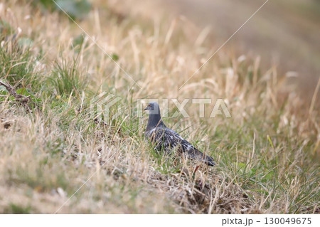 田んぼで餌を食べている鳩 田んぼで餌を食べている鳩 130049675