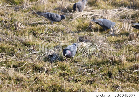 田んぼで餌を食べている鳩 130049677