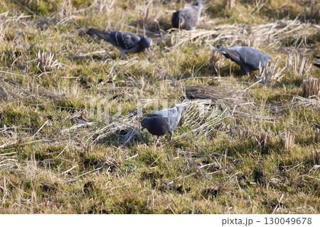 田んぼで餌を食べている鳩 田んぼで餌を食べている鳩 130049678
