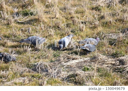 田んぼで餌を食べている鳩 130049679