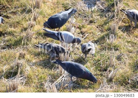 田んぼで餌を食べている鳩 130049683
