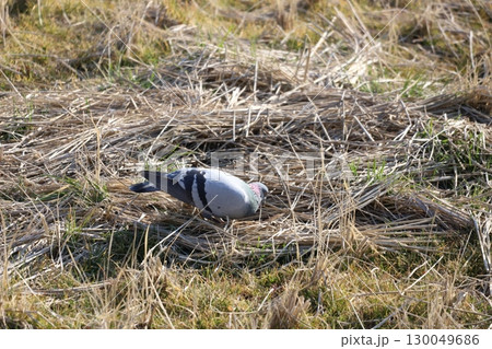 田んぼで餌を食べている鳩 130049686