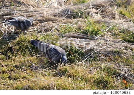 田んぼで餌を食べている鳩 130049688