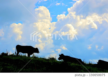 四国カルスト（夏天と牛） 130050075