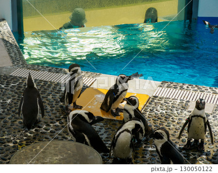 ペンギンたちの水辺のひととき 130050122