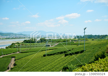 牧之原台地の茶園 牧之原台地の茶園 130050324