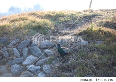 土手を下っている雉 130050340
