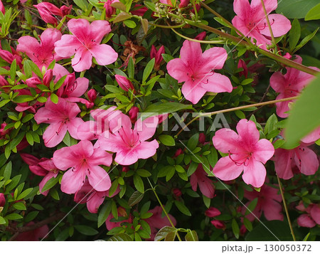 ピンクのツツジの花々(公園のグランドの生垣) ピンクのツツジの花々(公園のグランドの生垣) 130050372