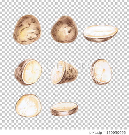 Set of halves, parts and whole potatoes. Isolated watercolor illustration on the theme of vegetables for the design of packaging of seed materials, restaurant menus, culinary recipes, labels. 130050496
