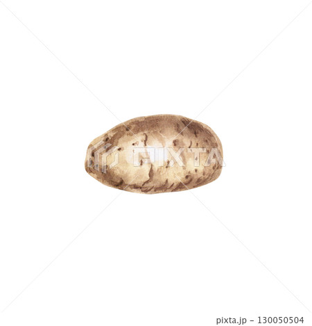 Tuber of raw potato. Isolated watercolor illustration on the theme of vegetables for the design of educational materials, design of packaging of seed materials, restaurant menus, culinary recipes. 130050504
