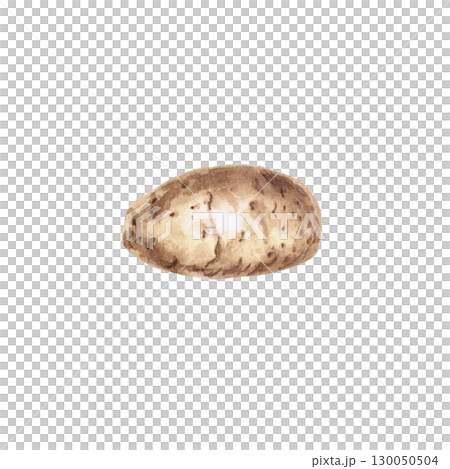 Tuber of raw potato. Isolated watercolor illustration on the theme of vegetables for the design of educational materials, design of packaging of seed materials, restaurant menus, culinary recipes. 130050504