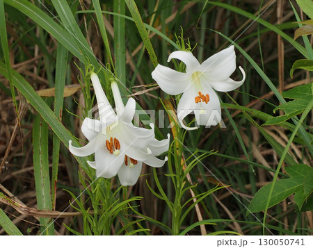公園の片隅に咲いたの白百合の花 130050741