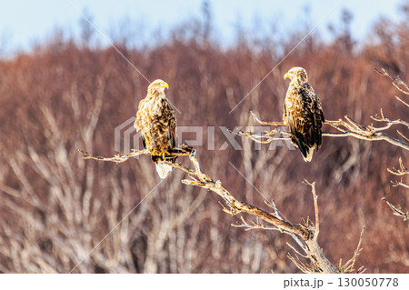 冬の森を見守る二羽のオジロワシ 130050778