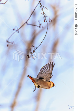 羽ばたきの美、キレンジャクの飛翔シーン 130050784