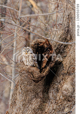 北国の森に生きるエゾフクロウ 北国の森に生きるエゾフクロウ 130050789