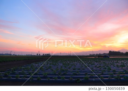 夕焼け空 耕作地 夕焼け空 耕作地 130050839