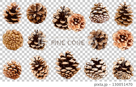 水彩で描いた松ぼっくりのイラスト素材セット 130051470