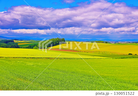 美瑛の一角 130051522