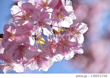 Cherry blossom under sun 早朝の朝日に輝く満開の河津桜の花(クローズアップ) 130051726