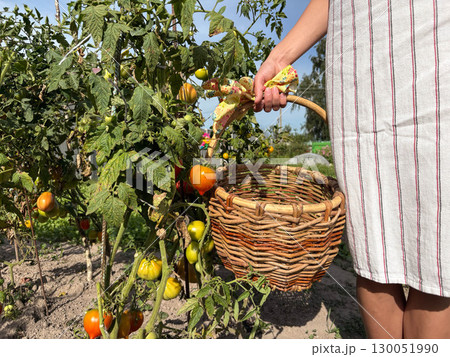 Female farmer picking tomatoes into a basket. Picking fresh tomatoes from a bush. Working in her own garden. Female farmer picking tomatoes into a basket. Picking fresh tomatoes from a bush. Working in her own garden. 130051990
