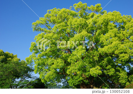 愛媛県四国中央市 川之江城跡のクスノキ 愛媛県四国中央市 川之江城跡のクスノキ 130052108