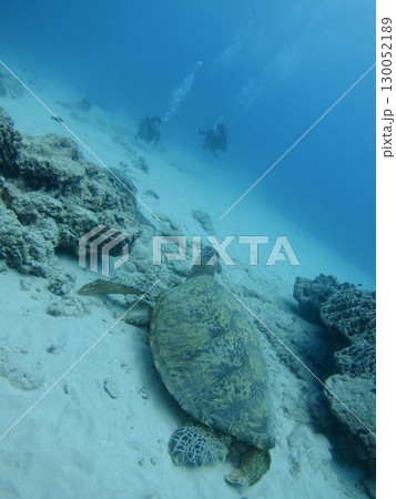 ハワイの海底で出会う2匹の野生ウミガメと2人のダイバー　自然・生き物・癒しのテーマのデザイン制作素材 130052189