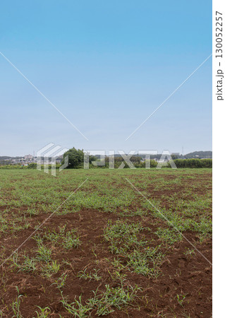 芝生がまばらに生えている地面 芝生がまばらに生えている地面 130052257
