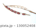 収穫した赤い小豆 130052408