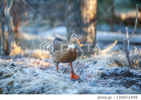 Indian Runner duck in permaculture garden, in winter 130052499