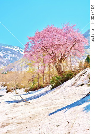 早春残雪の新潟県南魚沼市巻機山登山口に咲くオオヤマザクラの花 早春残雪の新潟県南魚沼市巻機山登山口に咲くオオヤマザクラの花 130052504