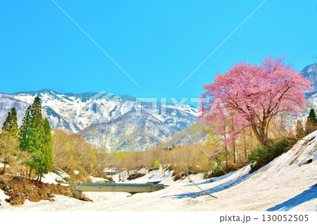 早春残雪の新潟県南魚沼市巻機山登山口に咲くオオヤマザクラの花 早春残雪の新潟県南魚沼市巻機山登山口に咲くオオヤマザクラの花 130052505
