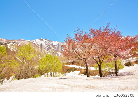 早春残雪の新潟県南魚沼市巻機山登山口に咲くオオヤマザクラの花 130052509