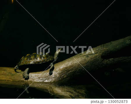 闇の中に浮かぶカメと流木の風景 130052873