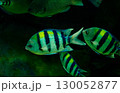 複数の縞模様の魚が群泳する様子 130052877