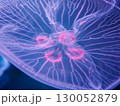 水族館で観察するクラゲのディテール 130052879
