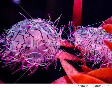 フウセンクラゲの独特な触手模様 130052882