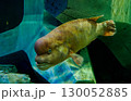 水族館で観察する大型のコブダイ 130052885