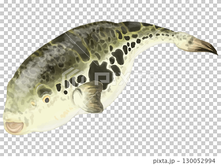 リアルなフグのイラスト 130052994