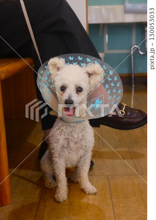 可愛く見つめるエリザベスカラーを付けたトイプードルのベイリー君 可愛く見つめるエリザベスカラーを付けたトイプードルのベイリー君 130053033