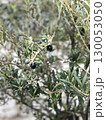 Olive tree branches with ripe black olives in natural setting 130053050