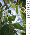 Tropical leaves under bright sky creating lush and vibrant natural background with sunlight 130053052