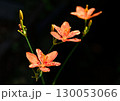 ヒオウギ 130053066