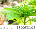 紫陽花の葉の上で寛ぐアマガエル 130053108