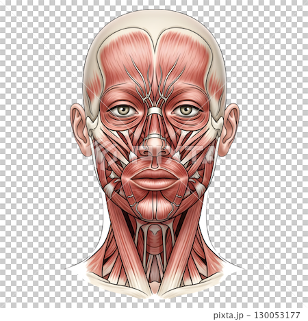 human anatomy llustration human anatomy llustration 130053177