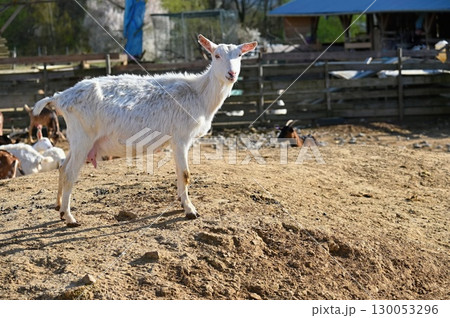 Beautiful goats on the farm. Concept for animals and agriculture. Beautiful goats on the farm. Concept for animals and agriculture. 130053296