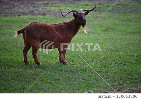 Beautiful goats on the farm. Concept for animals and agriculture. Beautiful goats on the farm. Concept for animals and agriculture. 130053306