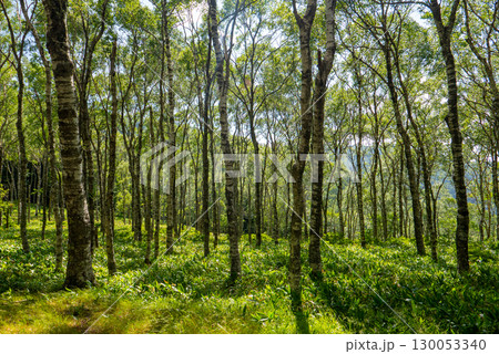 新緑の白樺 130053340