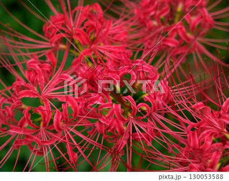 彼岸花 130053588