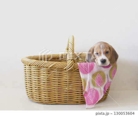 カゴの中の子犬のビーグル犬 130053604