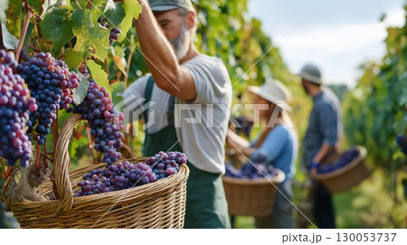 People harvesting ripe purple grapes in a vineyard on a sunny day, filling wicker baskets among lush vines. The image illustrates teamwork, agriculture, and the traditional grape harvest season 130053737